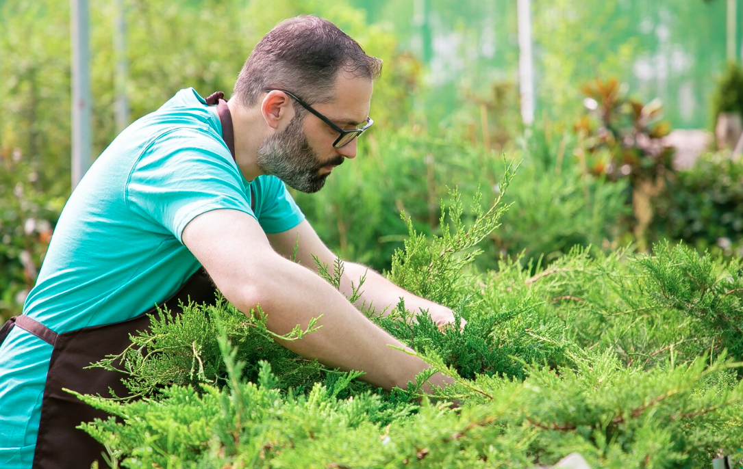 Benefits of Professional Fescue Seeding Services for a Healthier Lawn